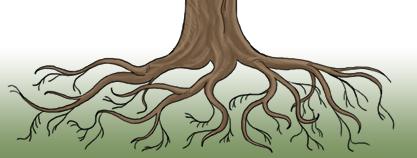 Puun juuret