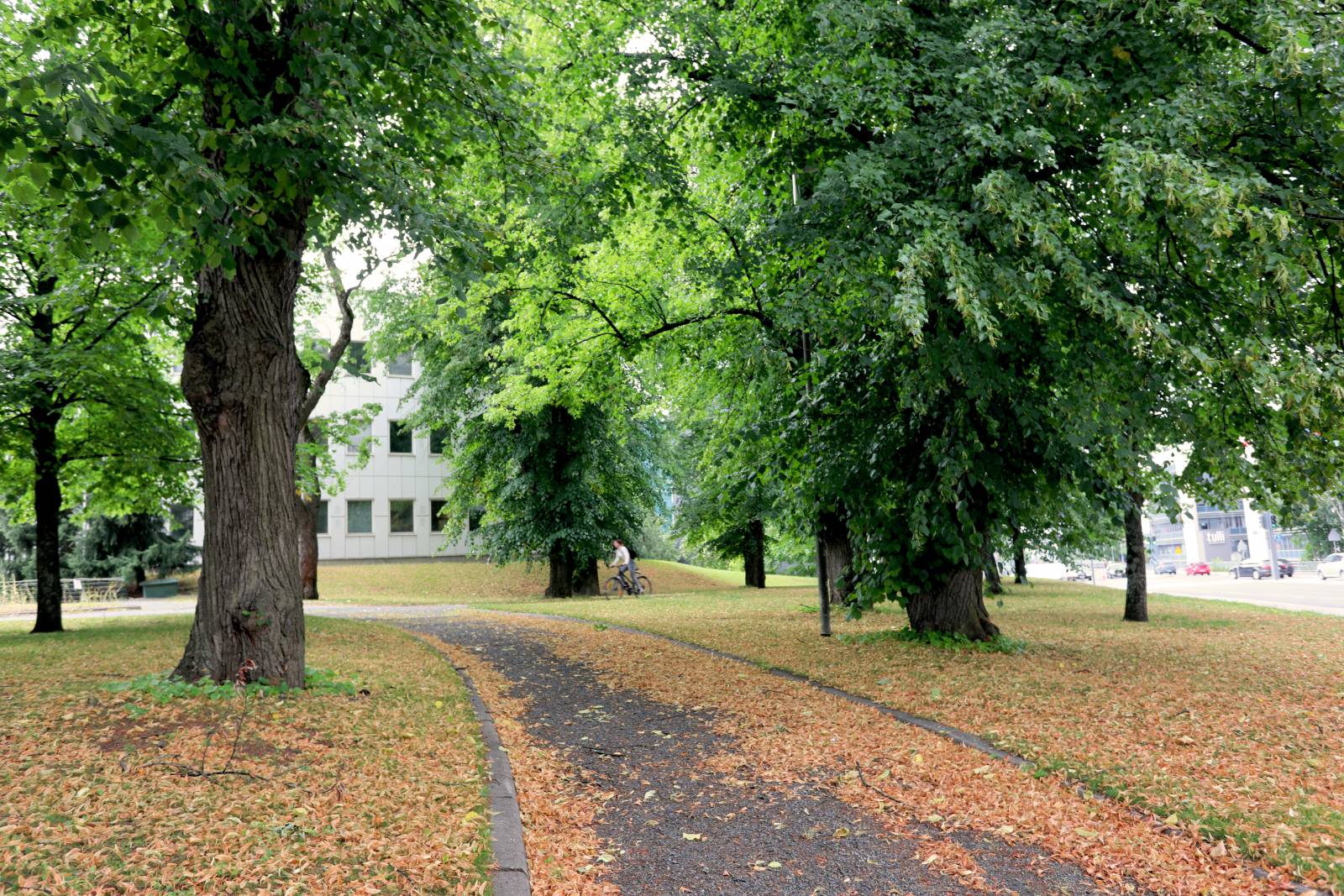 Kesäinen kuva Tampereen yliopiston keskustakampukselta. Kuvassa puita, joiden keskellä menee tie. Tiellä pyöräilijä.